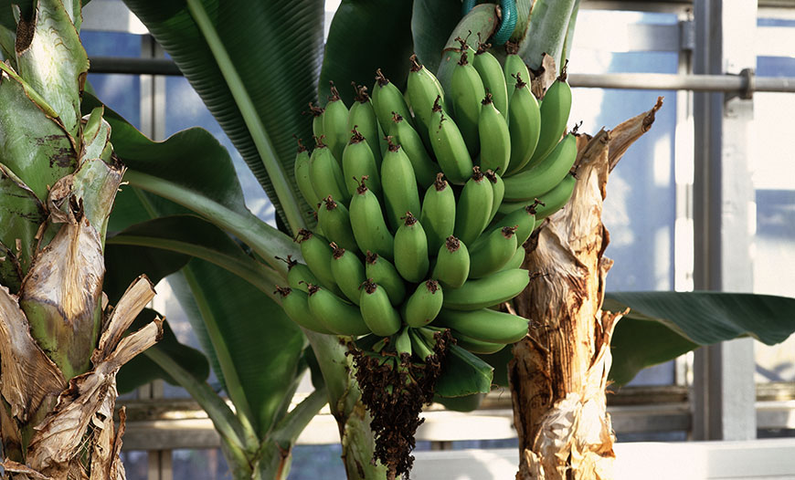 Banana Production Greenhouses