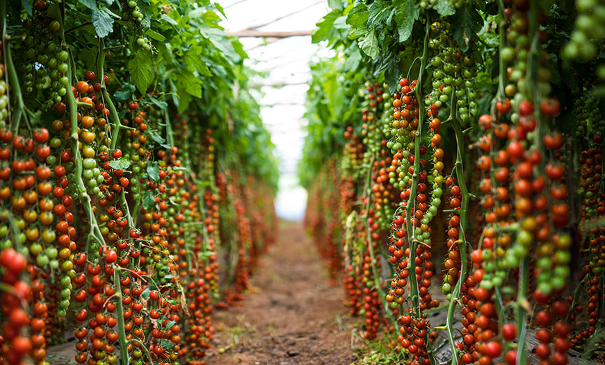 Soil-Based Agricultural Products